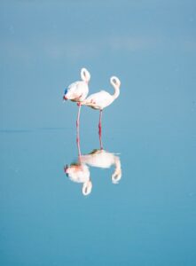 Peter Ndung’u (Kenya) “In a fast-paced world, we often forget to take care of ourselves. For flamingos, even with their ability to fly wherever they want, in a peaceful moment of self-care, they always take time to groom themselves while delicately balanced on one leg. A great reminder for us humans that we can learn so much from observing nature.”
